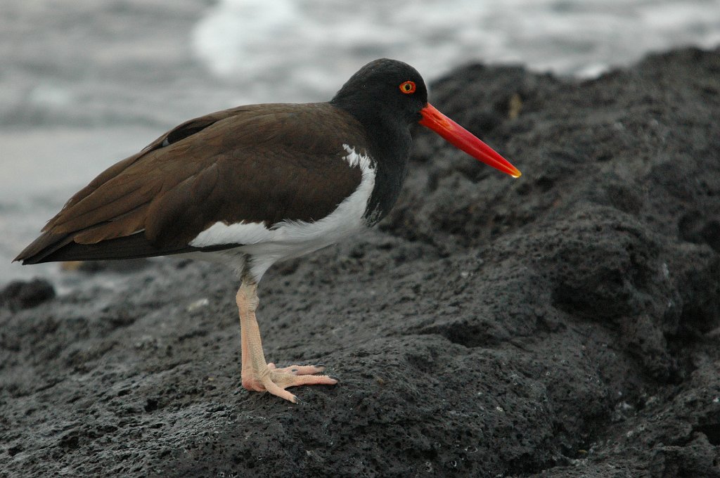 Oystercatcher, American, 2004-11056318.JPG - American Oystercatcher, Galapagos, 2004